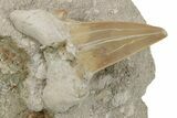 Otodus Shark Tooth Fossil in Rock - Eocene #230911-1